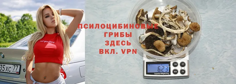 Галлюциногенные грибы Psilocybe  блэк спрут сайт  Камышлов 